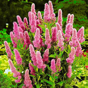 Саджанці Спіреї Білларда (Spiraea billardii) Р9