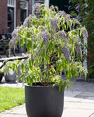Будлея Давида Wisteria Lane 2 річна, Будлея Давида Вістерія Лєйн, Buddleja davidii Wisteria Lane, фото 4