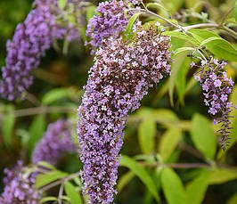 Будлея Давида Wisteria Lane 2 річна, Будлея Давида Вістерія Лєйн, Buddleja davidii Wisteria Lane, фото 5