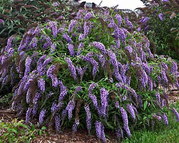 Будлея Давида Wisteria Lane 2 річна, Будлея Давида Вістерія Лєйн, Buddleja davidii Wisteria Lane, фото 3