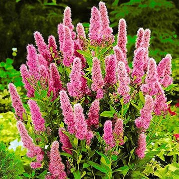 Саджанці Спіреї Білларда (Spiraea billardii)