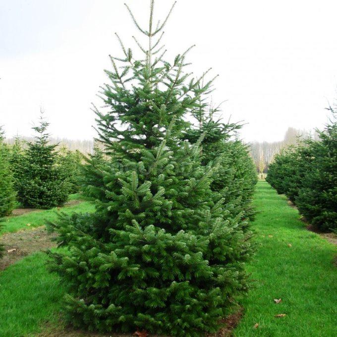 Саджанці Ялиці Нордмана (Abies Nordmanniana)