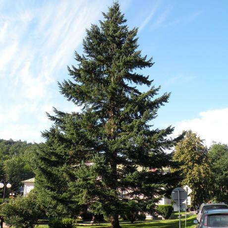 Саджанці ялиці Псевдотсуга Мензіса (Pseudotsuga Menziesii)