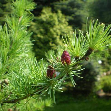 Саджанці Модрини 3-річний(Larix)