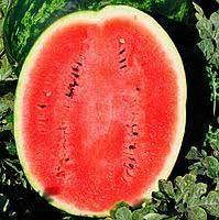 Кавун Целин F1 1000 сем., Clause Франція. Тип Крымсон Світ.