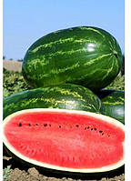 Кавун Меліна F1 1000 насінин