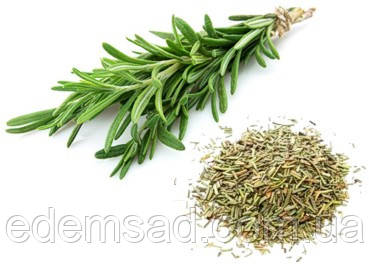 Розмарин "Едемський Сад", 15 г