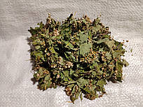 Боярышник, цветки - Глід, цвіт