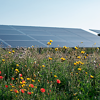 Данська компанія Better Energy проектує сонячний парк для відновлення осушених низин