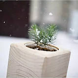 Экокуб Блакитна ялина (набір для вирощування), фото 2