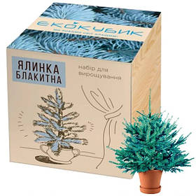 Экокуб Блакитна ялина (набір для вирощування)