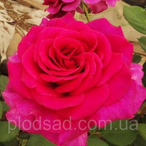 Троянда чайно-гібридна Пароле