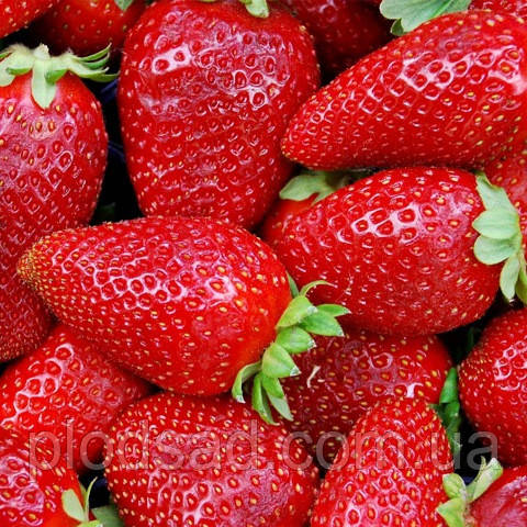 Полуниця Капро 10