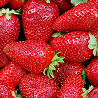 Полуниця Капро 10