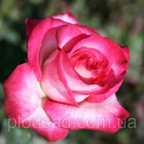 Троянда чайно-гібридна Хайлендер (Highlander)