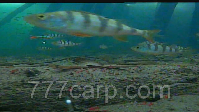 Подводная камера с ЗАПИСЬЮ для рыбалки Carp Cruiser СC7-iR15-DVR Fishing Camera для Рыбалки с 7" монитором - фото 4 - id-p1305710407