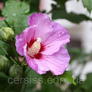 Гібіскус сирійський фіолетовий, Hibiscus syriacus