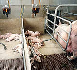 Газовий інфрачервоний брудер 3 ZRFA (1,498 кВт) автомат, фото 5