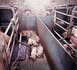 Газовий інфрачервоний брудер 3 ZRFA (1,498 кВт) автомат, фото 4