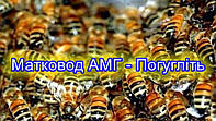 Матки Бакфаст неплодки пчеломатки бджоломатки
