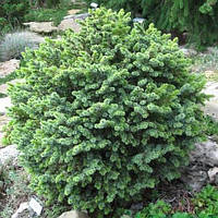 Ялина ситхінська (Picea sitchensis) С10
