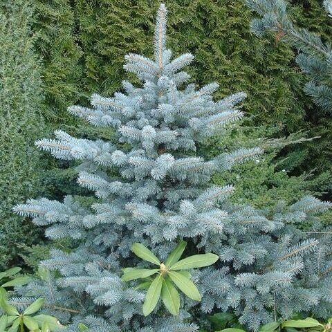 Пихта Субальпійська (Abies lasiocarpa Glauca)