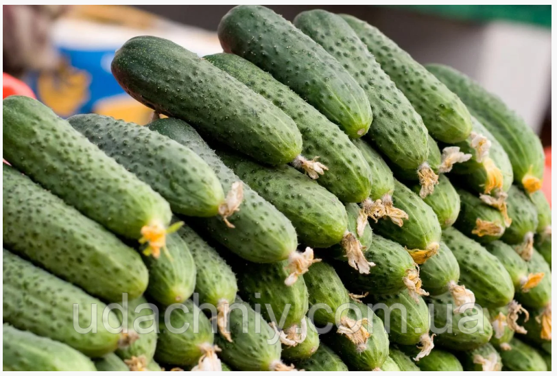 Огірок Маринда F1 (Seminis) 5 насінин