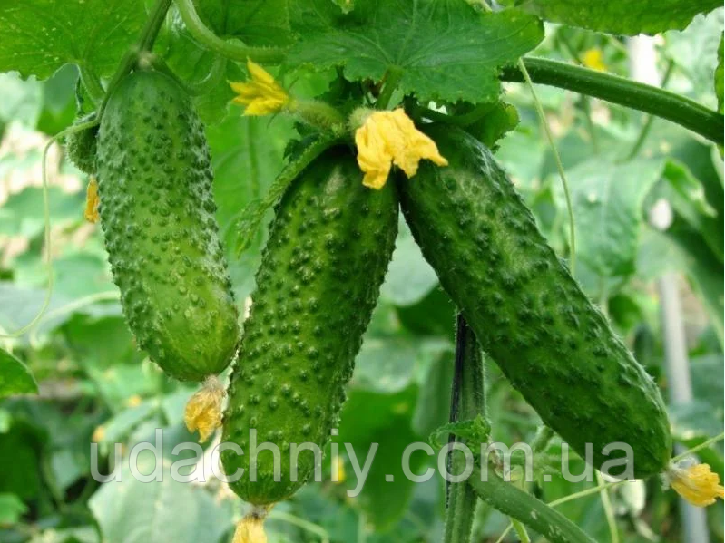Огірок Еколь F1 (Syngenta) 7 насінин