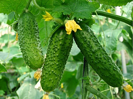 Огірок Еколь F1 (Syngenta) 7 насінин