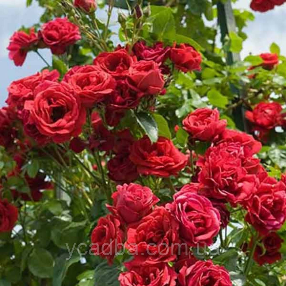 Троянда спрей Торнадо (тубус), фото 1