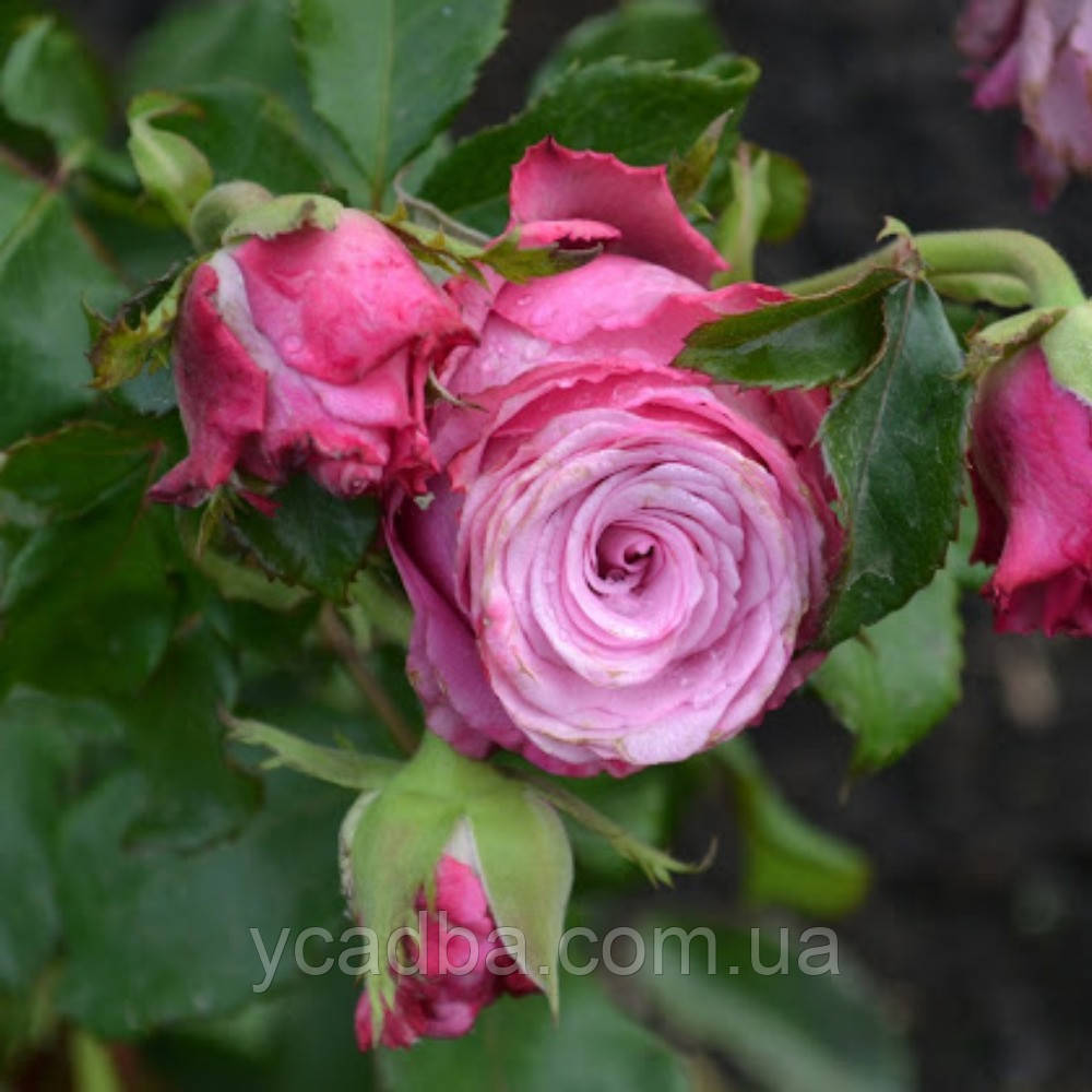 Троянда чайно- гібридна Дип Вотер, фото 1