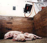 Газовий інфрачервоний брудер 2 ZRFS (0,888 кВт) напівавтомат, фото 3