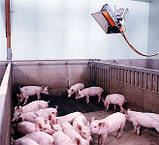 Газовий інфрачервоний брудер 3 ZRFA (1,498 кВт) автомат, фото 3