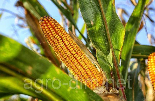Насіння кукурудзи Дункан 233 СВ, ФАО 270, фото 2