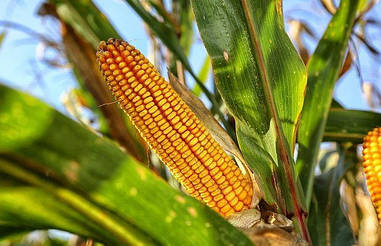 Насіння кукурудзи Дункан 233 СВ, ФАО 270