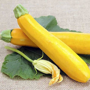 Насіння кабачка Мері Голд F1 (Clause), 5 насіння — ранній гібрид, золотисто-жовтий., фото 2