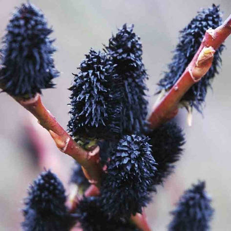 Верба тонкостовбурна Melanostachys 3 річна, Верба тонкостолбиковая Меланостахис Salix gracilistyla Melanostachys, фото 1