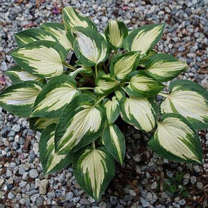 Хоста 'Fantasy Island', Контейнер 1,5 л