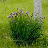 Цибулька шнітт, Allium schoenoprasum, фото 3