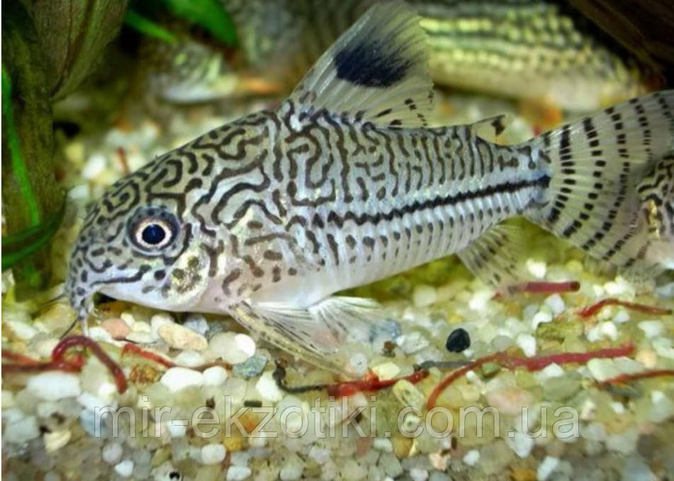 Коридорас трилинеатус (Corydoras trilineatus) - фото 1 - id-p1307041270