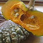 Гарбуз Марина ді Кьожа (мускатний) Італія 10 г, фото 4