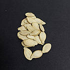 Гарбуз Лунга Піена ді Наполі 10 шт (zip-paket), фото 4