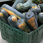 Гарбуз Лунга Піена ді Наполі 10 шт (zip-paket), фото 10