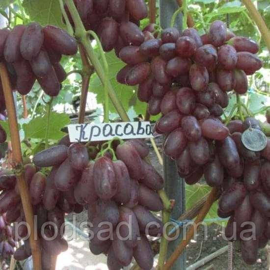 Виноград Красава