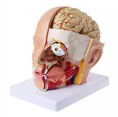 Анатомічна модель мозку людини 4 частини