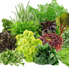 Насіння салату та пряних трав 