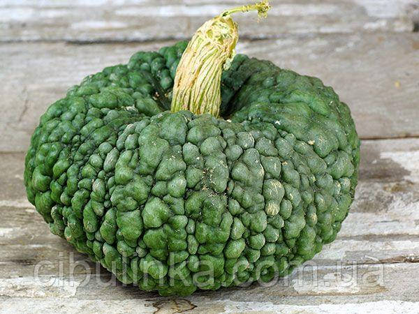 Гарбуз Маріна ді Кьожа (мускатна) Італія 10 шт