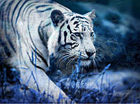 Алмазная Мозаика Белый Тигр Набор Вышивка Камнями DIY-FE004 30x20 см (Полная Выкладка)