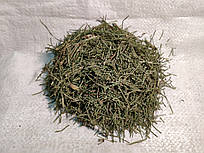 Хвощ польовий трава