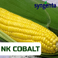 Насіння кукурудзи COBALT_WX (FORCE ZEA), 1 п.о. 80 000 насінин